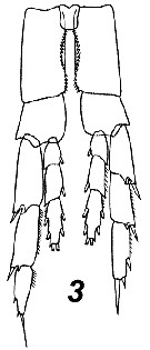 Species Calanus finmarchicus - Plate 32 of morphological figures
