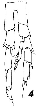 Espce Calanoides carinatus - Planche 36 de figures morphologiques