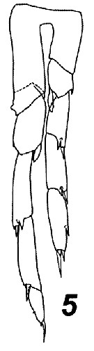 Espce Calanoides philippinensis - Planche 10 de figures morphologiques