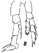Espce Canthocalanus pauper - Planche 17 de figures morphologiques