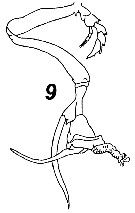 Espce Undinula vulgaris - Planche 39 de figures morphologiques