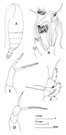 Espce Scopalatum sp. - Planche 1 de figures morphologiques