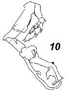 Espce Cosmocalanus darwini - Planche 28 de figures morphologiques