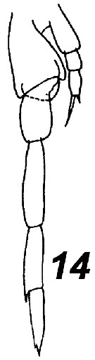 Espce Parvocalanus elegans - Planche 7 de figures morphologiques