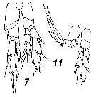 Espce Nannocalanus elegans - Planche 5 de figures morphologiques
