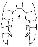 Species Zenkevitchiella tridentae - Plate 3 of morphological figures