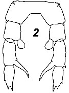 Espce Zenkevitchiella atlantica - Planche 4 de figures morphologiques