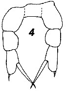 Espce Fosshagenia suarezi - Planche 7 de figures morphologiques