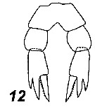Espce Tharybis tumidula - Planche 2 de figures morphologiques