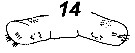 Espce Puchinia obtusa - Planche 3 de figures morphologiques