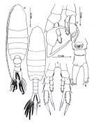 Espce Centropages calaninus - Planche 1 de figures morphologiques