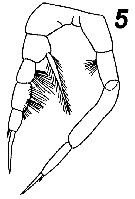 Espce Temorites spinifera - Planche 7 de figures morphologiques