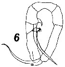 Espce Temoropia minor - Planche 4 de figures morphologiques