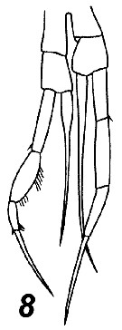 Espce Spinocalanus validus - Planche 6 de figures morphologiques