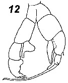 Espce Senecella calanoides - Planche 5 de figures morphologiques