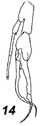 Espce Euchirella similis - Planche 11 de figures morphologiques