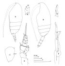 Species Scolecithricella dentata - Plate 3 of morphological figures