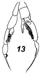 Espce Jaschnovia brevis - Planche 6 de figures morphologiques