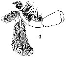 Espce Neocalanus gracilis - Planche 46 de figures morphologiques