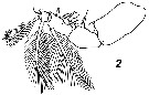 Species Mecynocera clausi - Plate 21 of morphological figures
