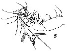 Species Subeucalanus flemingeri - Plate 6 of morphological figures