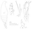 Espce Scaphocalanus major - Planche 2 de figures morphologiques