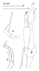 Espce Scaphocalanus longifurca - Planche 1 de figures morphologiques