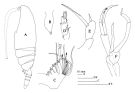 Espce Racovitzanus antarcticus - Planche 1 de figures morphologiques