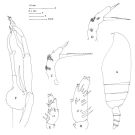 Espce Amallothrix gracilis - Planche 2 de figures morphologiques