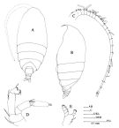 Espce Scolecithrix danae - Planche 1 de figures morphologiques