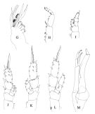 Espce Scolecithrix danae - Planche 4 de figures morphologiques