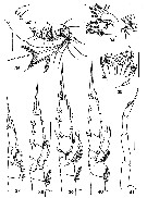 Species Subeucalanus flemingeri - Plate 5 of morphological figures