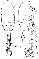 Espce Stephos grievae - Planche 1 de figures morphologiques