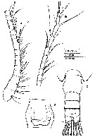 Espce Stephos grievae - Planche 2 de figures morphologiques