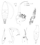 Espce Onchocalanus cristatus - Planche 1 de figures morphologiques