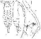 Species Subeucalanus subtenuis - Plate 23 of morphological figures