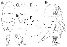 Espce Isaacsicalanus paucisetus - Planche 2 de figures morphologiques