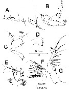 Espce Isaacsicalanus paucisetus - Planche 3 de figures morphologiques