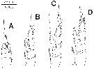 Espce Isaacsicalanus paucisetus - Planche 4 de figures morphologiques