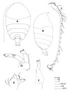 Espce Phaenna spinifera - Planche 1 de figures morphologiques