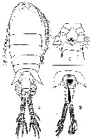 Species Eurytemora carolleeae - Plate 1 of morphological figures