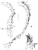 Espce Eurytemora carolleeae - Planche 2 de figures morphologiques