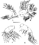 Espce Eurytemora carolleeae - Planche 3 de figures morphologiques