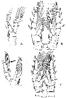 Espce Eurytemora carolleeae - Planche 4 de figures morphologiques