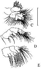 Species Eurytemora carolleeae - Plate 6 of morphological figures