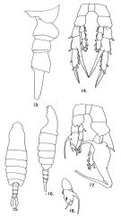 Species Centropages calaninus - Plate 3 of morphological figures