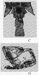 Espce Eurytemora carolleeae - Planche 7 de figures morphologiques