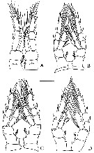 Espce Eurytemora carolleeae - Planche 8 de figures morphologiques