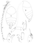 Species Phaenna spinifera - Plate 3 of morphological figures