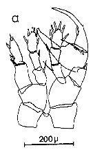 Espce Centropages typicus - Planche 36 de figures morphologiques